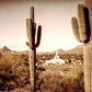 Phoenix Saguaro Cactus