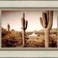 Phoenix Saguaro Cactus