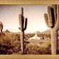 Phoenix Saguaro Cactus
