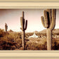 Phoenix Saguaro Cactus