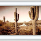 Phoenix Saguaro Cactus