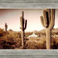 Phoenix Saguaro Cactus