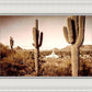 Phoenix Saguaro Cactus