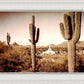 Phoenix Saguaro Cactus