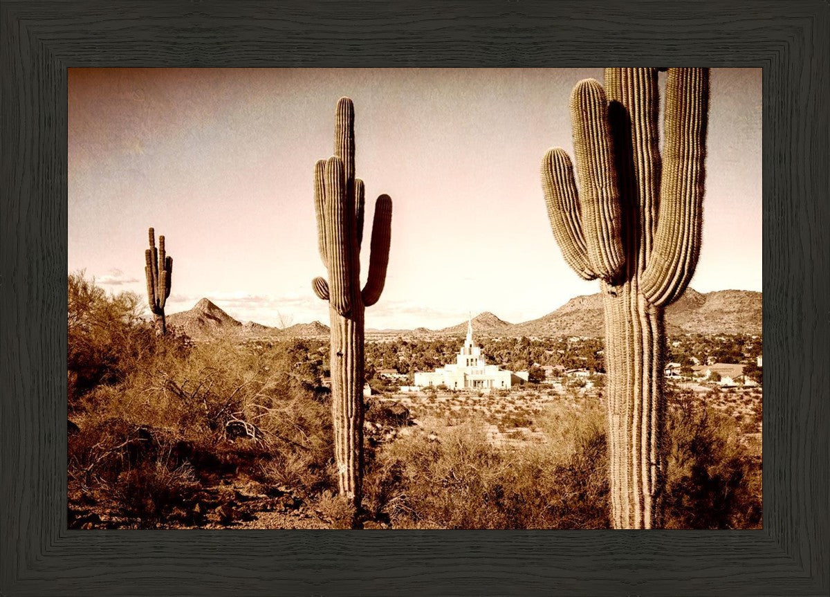 Phoenix Saguaro Cactus
