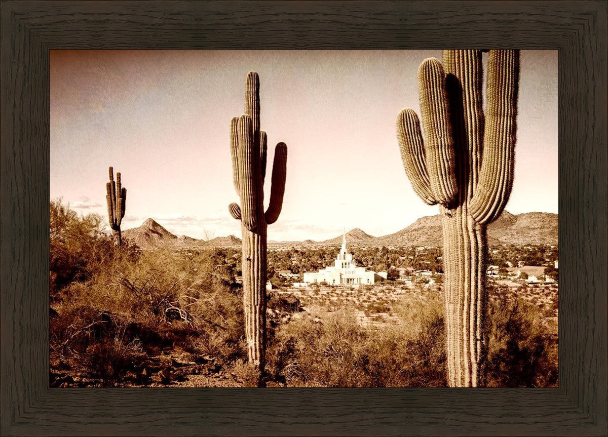 Phoenix Saguaro Cactus