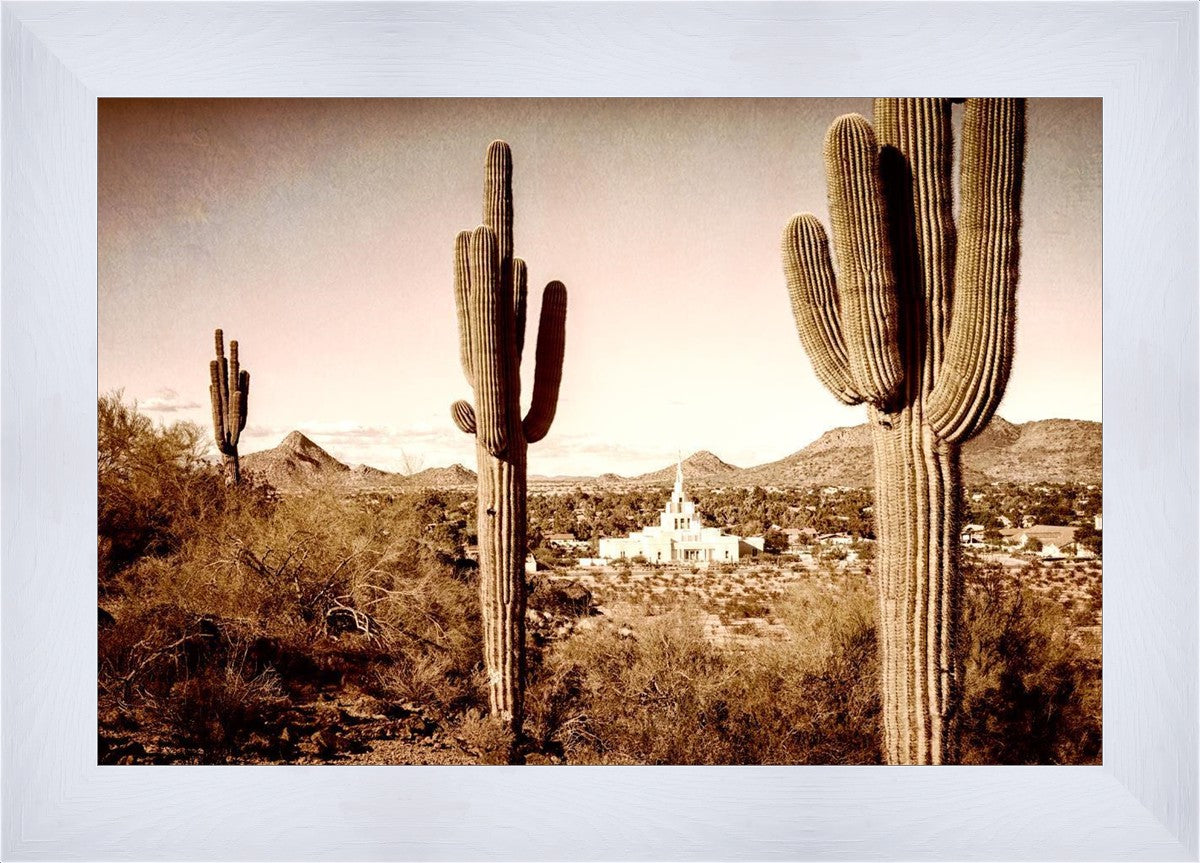 Phoenix Saguaro Cactus