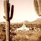 Phoenix Saguaro Cactus