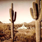 Phoenix Saguaro Cactus
