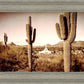 Phoenix Saguaro Cactus