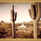 Phoenix Saguaro Cactus