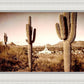 Phoenix Saguaro Cactus