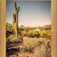 Phoenix Cactus Hill