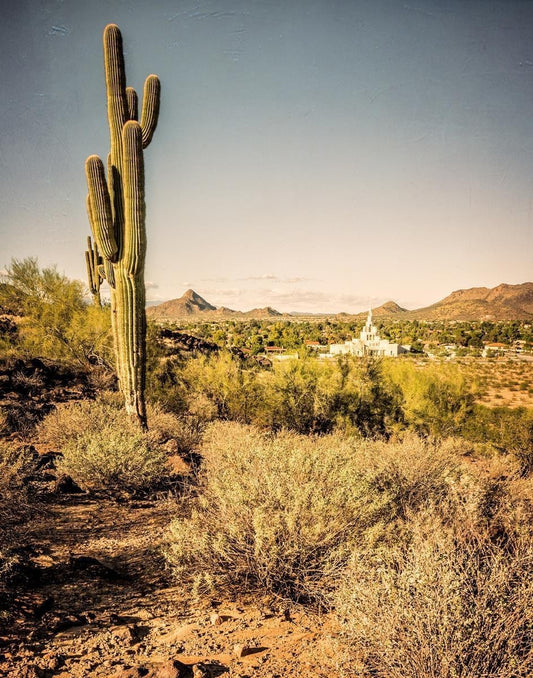 Phoenix Cactus Hill Gallery Wrap