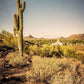 Phoenix Cactus Hill