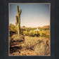 Phoenix Cactus Hill