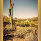 Phoenix Cactus Hill