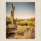 Phoenix Cactus Hill