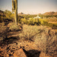 Phoenix Cactus Hill