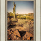 Phoenix Cactus Hill