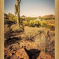 Phoenix Cactus Hill