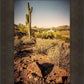 Phoenix Cactus Hill