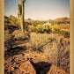Phoenix Cactus Hill