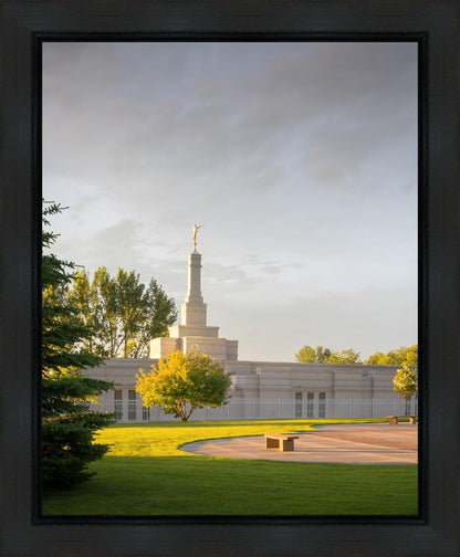 Bismarck Golden Glow