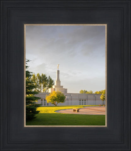 Bismarck Golden Glow