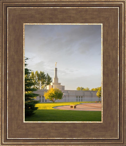 Bismarck Golden Glow