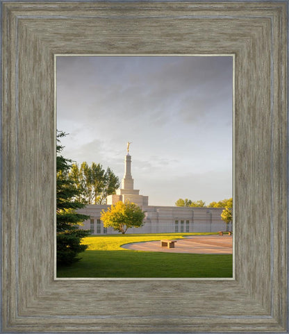 Bismarck Golden Glow