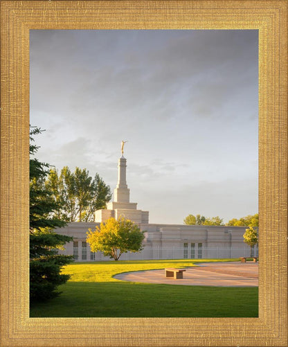 Bismarck Golden Glow