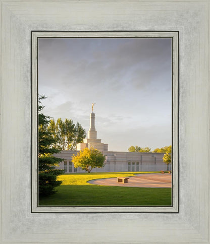 Bismarck Golden Glow