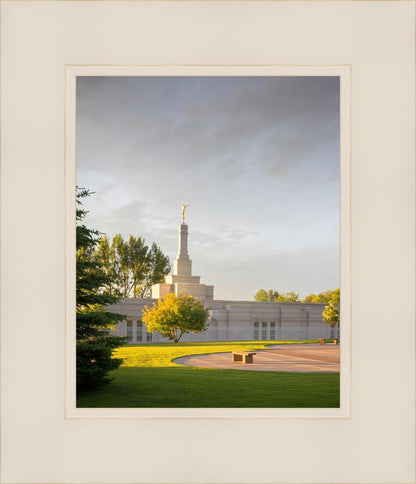 Bismarck Golden Glow