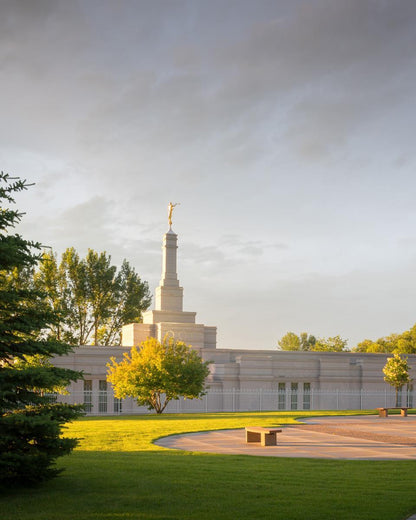 Bismarck Golden Glow