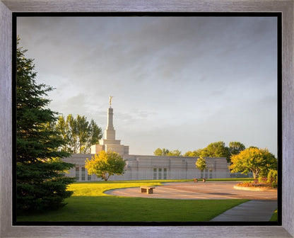 Bismarck Golden Glow