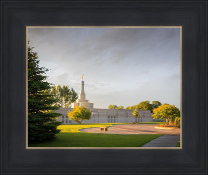 Bismarck Golden Glow