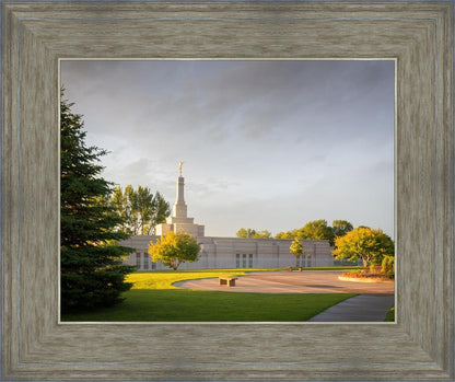 Bismarck Golden Glow