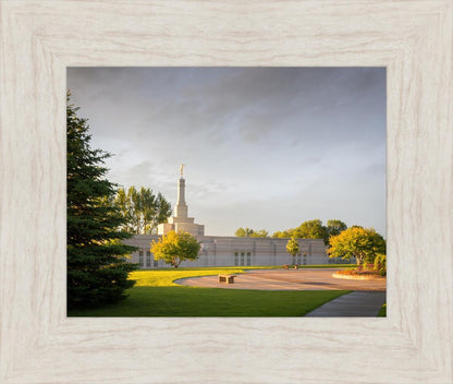 Bismarck Golden Glow