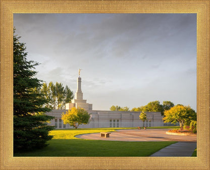 Bismarck Golden Glow