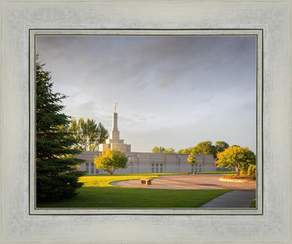 Bismarck Golden Glow