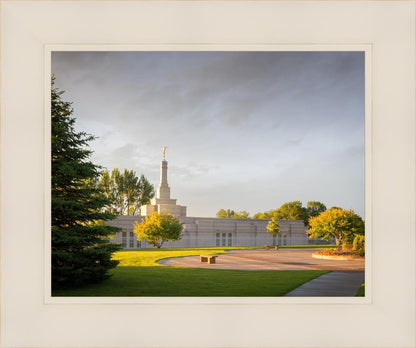 Bismarck Golden Glow