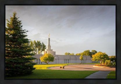 Bismarck Golden Glow