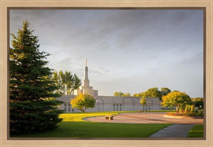 Bismarck Golden Glow