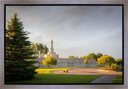 Bismarck Golden Glow