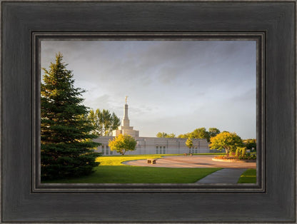 Bismarck Golden Glow