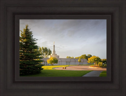 Bismarck Golden Glow