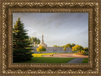 Bismarck Golden Glow