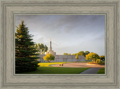 Bismarck Golden Glow