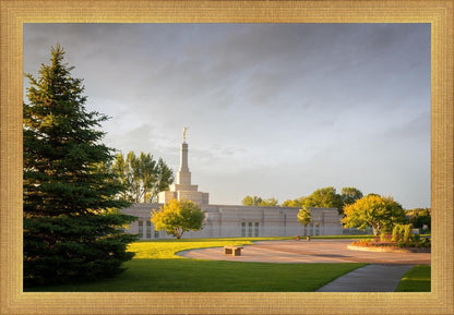 Bismarck Golden Glow